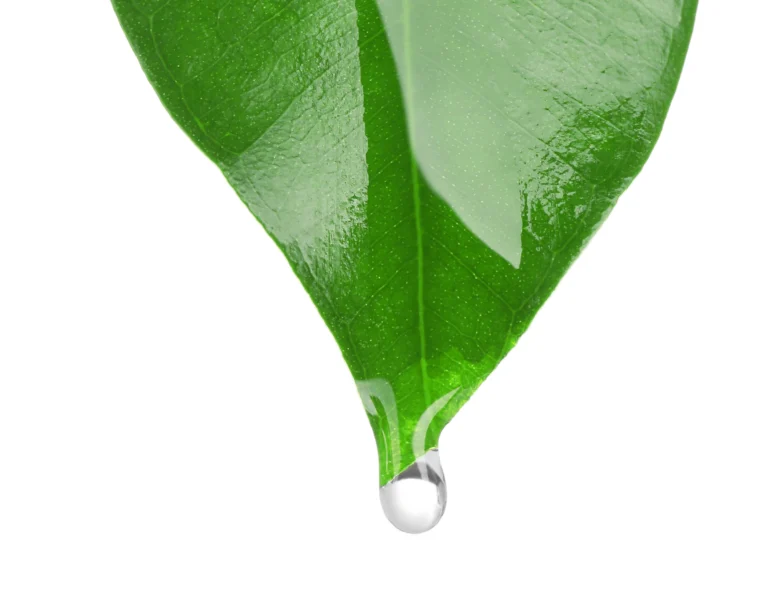 oil-dripping-from-grean-leaf